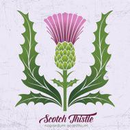 Simple Stencil Style Scottish Thistle In Pink Purple And Green N3