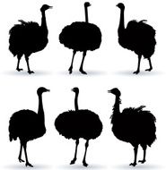 Ostrich Silhouette N3