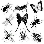 tropical insects