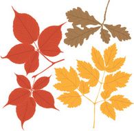 autumn leaves N74