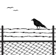 Bird Standing on a Fence