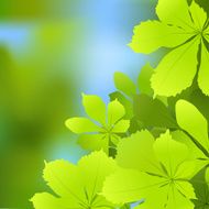 chestnut leaves on a sky background
