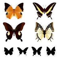 butterfly set N12