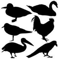 Bird Collection N4