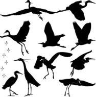 Egrets Silhouettes - Illustration