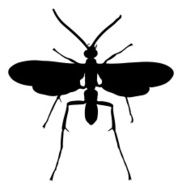 Insect silhouette N71