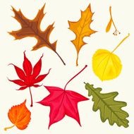 set of autumn leaves N6