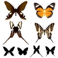 butterfly set N13