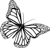 butterfly N116