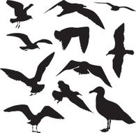 Seagulls Silhouette