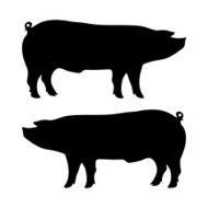 Pig Silhouette N12