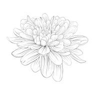 black and white dahlia flower isolated on background N3
