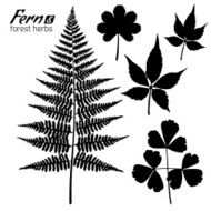 Fern Branch Oxalis leaf Wild Grape Leaves Forest Herbs
