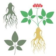 Ginseng N4