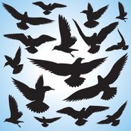 flock of flying birds and sky