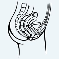 Female Urinary System N3