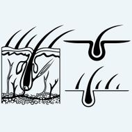 Hair anatomy and hair follicle N2