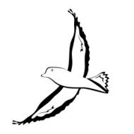 silhouette flying birds