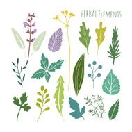 Set of hand drawn herbal graphic elements leaves vector