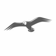 Seagull in flight vector illustration