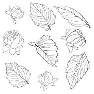 set black and white dahlia leaves buds isolated on background