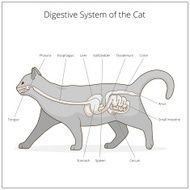 Digestive system of the cat vector illustration N10