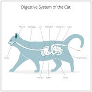 Digestive system of the cat vector illustration N11