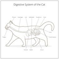 Digestive system of the cat vector illustration N12