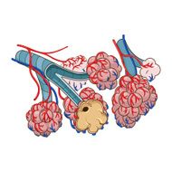 Alveoli vector illustration N3