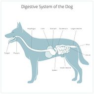 Digestive system of the dog vector illustration N7