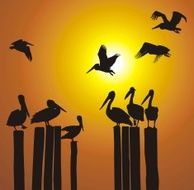 Silhouettes pelicans and sunset