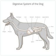 Digestive system of the dog vector illustration N8