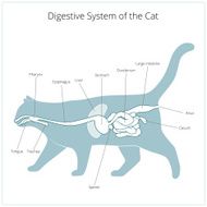 Digestive system of the cat vector illustration N13