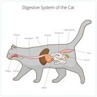 Digestive system of the cat vector illustration N14