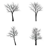 Trees with dead branch N120