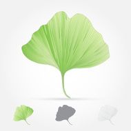 Ginkgo Biloba Leaf N6