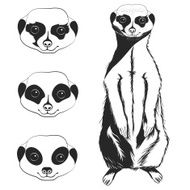 Meerkat N4