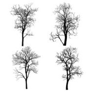 Dead Tree without Leaves Vector Illustration Sketched N9