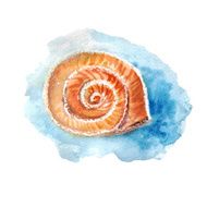 vector watercolor sea shell
