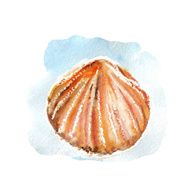 vector watercolor sea shell N2