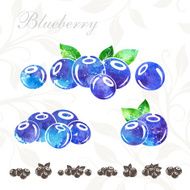 Blueberry Set N2