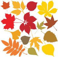 autumn leaves N76