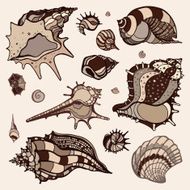 Sea shells set N4
