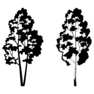 Trees birch and symbolic silhouette