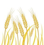 Wheat - illustration