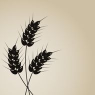 Wheat background