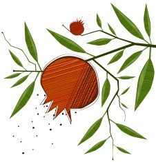 Pomegranate Fruit On Branches