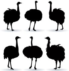 Ostrich Silhouette N3