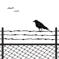 Bird Standing on a Fence