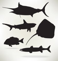 Sealife- Saltwater fish Shark red snapper sailfish barracuda
